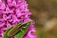 Agapanthia kirbyi